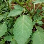 Physalis angulata Leaf