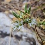 Minuartia glomerata Flower