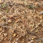 Microchloa kunthii Blüte