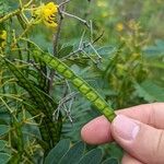 Senna marilandica Fruit