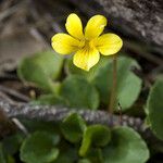 Viola sempervirens Hábito