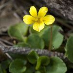 Viola sempervirens आदत