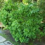 Clethra alnifolia Habit
