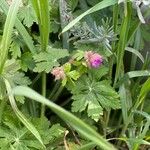 Geranium macrorrhizumFolio