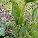 Cephalanthera damasonium पत्ता