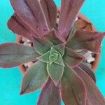 Aeonium leucoblepharum Folha