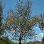 Casuarina equisetifolia Habit