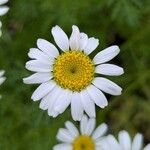 Anacyclus pyrethrum Flor