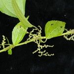 Pilea bracteosa Habit