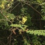 Caesalpinia decapetala Altul/Alta