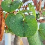 Cercis siliquastrumपत्ता