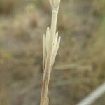 Thinopyrum junceum Кара