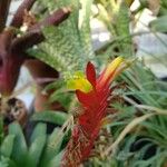 Vriesea carinata Blomst
