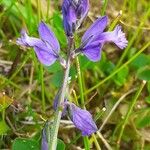 Polygala vulgaris Fleur