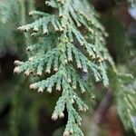 Thuja plicata 葉