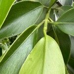 Clusia minor Hoja