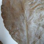 Xylosma benthamii Máis