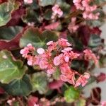 Begonia hydrocotylifolia Blomst