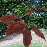 Aesculus flava Blatt