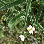 Helianthemum lippii Flower