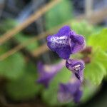 Scutellaria tuberosa Flor