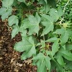 Acer truncatum ഇല