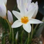 Crocus caspius Flower