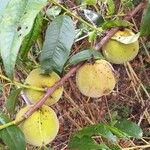 Prunus persica Fruit