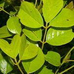 Lonchocarpus macrophyllus Hoja