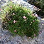 Silene saxifraga Hábitos