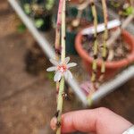 Rhipsalis puniceodiscus Flor