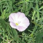 Convolvulus arvensis花