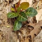 Pyrola picta Leaf