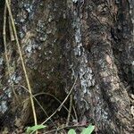 Swietenia macrophylla Bark