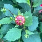 Dahlia pinnata Flower