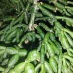Rhipsalis cereuscula Hoja