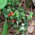 Mitchella repens Fruit