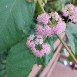 Callicarpa pedunculata Flower