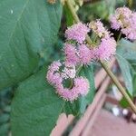 Callicarpa formosana Λουλούδι