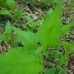 Verbesina occidentalis Leaf