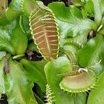 Dionaea muscipula পাতা