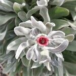Cynoglossum cheirifolium Květ