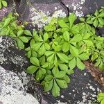 Parthenocissus quinquefolia Ліст