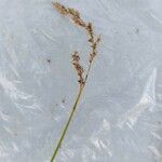 Carex appropinquata Cvet