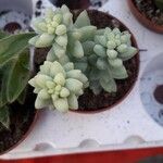 Sedum burritoLevél