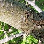 Pyrus cordata Casca
