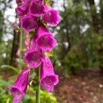 Digitalis purpureaΛουλούδι