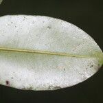 Calophyllum brasiliense Blatt