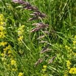 Poa pratensis Flower