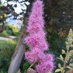 Spiraea douglasii Flower